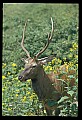 10075-00091-Elk, Wapiti, Cervus elaphus.jpg
