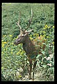 10075-00096-Elk, Wapiti, Cervus elaphus.jpg