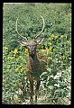 10075-00097-Elk, Wapiti, Cervus elaphus.jpg