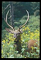 10075-00100-Elk, Wapiti, Cervus elaphus.jpg