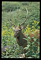 10075-00101-Elk, Wapiti, Cervus elaphus.jpg