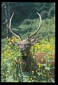 10075-00102-Elk, Wapiti, Cervus elaphus.jpg