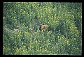 10075-00106-Elk, Wapiti, Cervus elaphus.jpg
