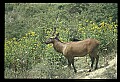 10075-00110-Elk, Wapiti, Cervus elaphus.jpg