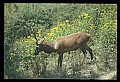 10075-00111-Elk, Wapiti, Cervus elaphus.jpg