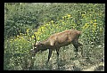 10075-00112-Elk, Wapiti, Cervus elaphus.jpg