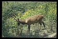 10075-00113-Elk, Wapiti, Cervus elaphus.jpg