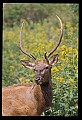 10075-00123-Elk, Wapiti, Cervus elaphus.jpg