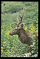 10075-00124-Elk, Wapiti, Cervus elaphus.jpg