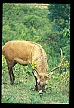 10075-00127-Elk, Wapiti, Cervus elaphus.jpg