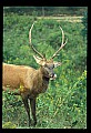 10075-00128-Elk, Wapiti, Cervus elaphus.jpg