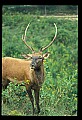 10075-00130-Elk, Wapiti, Cervus elaphus.jpg
