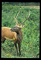 10075-00131-Elk, Wapiti, Cervus elaphus.jpg