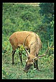 10075-00133-Elk, Wapiti, Cervus elaphus.jpg