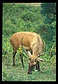 10075-00134-Elk, Wapiti, Cervus elaphus.jpg