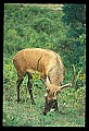 10075-00135-Elk, Wapiti, Cervus elaphus.jpg