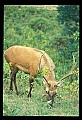 10075-00136-Elk, Wapiti, Cervus elaphus.jpg