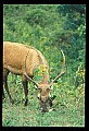 10075-00137-Elk, Wapiti, Cervus elaphus.jpg