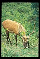 10075-00138-Elk, Wapiti, Cervus elaphus.jpg