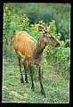 10075-00139-Elk, Wapiti, Cervus elaphus.jpg
