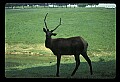 10075-00140-Elk, Wapiti, Cervus elaphus.jpg