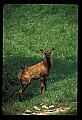 10075-00141-Elk, Wapiti, Cervus elaphus.jpg