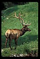 10075-00142-Elk, Wapiti, Cervus elaphus.jpg