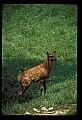 10075-00143-Elk, Wapiti, Cervus elaphus.jpg