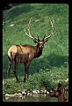 10075-00144-Elk, Wapiti, Cervus elaphus.jpg