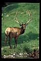 10075-00145-Elk, Wapiti, Cervus elaphus.jpg