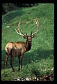 10075-00146-Elk, Wapiti, Cervus elaphus.jpg
