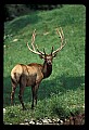 10075-00147-Elk, Wapiti, Cervus elaphus.jpg