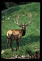 10075-00148-Elk, Wapiti, Cervus elaphus.jpg
