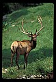 10075-00149-Elk, Wapiti, Cervus elaphus.jpg