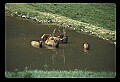 10075-00151-Elk, Wapiti, Cervus elaphus.jpg