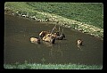 10075-00154-Elk, Wapiti, Cervus elaphus.jpg