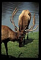 10075-00155-Elk, Wapiti, Cervus elaphus.jpg