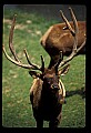 10075-00157-Elk, Wapiti, Cervus elaphus.jpg