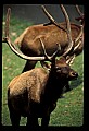 10075-00158-Elk, Wapiti, Cervus elaphus.jpg