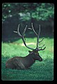 10075-00160-Elk, Wapiti, Cervus elaphus.jpg