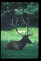 10075-00162-Elk, Wapiti, Cervus elaphus.jpg