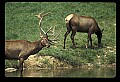 10075-00163-Elk, Wapiti, Cervus elaphus.jpg