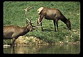 10075-00164-Elk, Wapiti, Cervus elaphus.jpg