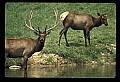 10075-00165-Elk, Wapiti, Cervus elaphus.jpg