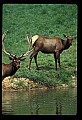 10075-00166-Elk, Wapiti, Cervus elaphus.jpg