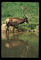 10075-00167-Elk, Wapiti, Cervus elaphus.jpg