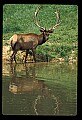 10075-00168-Elk, Wapiti, Cervus elaphus.jpg