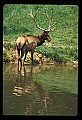 10075-00170-Elk, Wapiti, Cervus elaphus.jpg