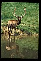 10075-00171-Elk, Wapiti, Cervus elaphus.jpg