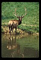 10075-00172-Elk, Wapiti, Cervus elaphus.jpg